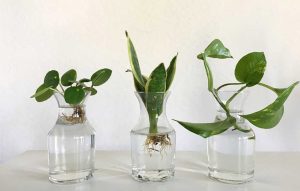 تکثیر و قلمه‌زنی