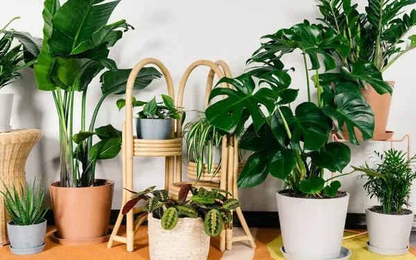 آشنایی با گیاهان مقاوم به نور کم برای آپارتمان