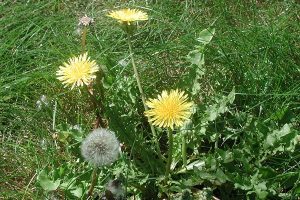 گیاهان دارویی بومی ایران و خواص آن‌ها