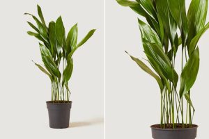 گیاهان مناسب خانگی